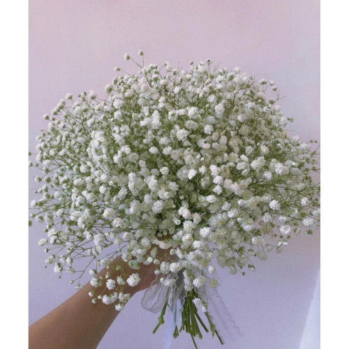 Baby's Breath